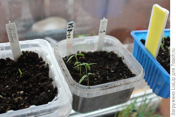 8 марта(перец горький)