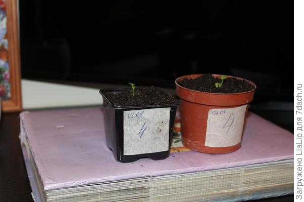 Пикировка 2 часть