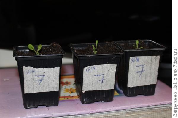 Пикировка 2 часть