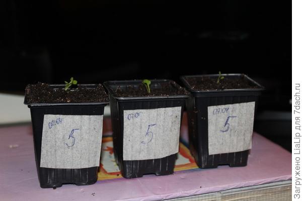 Пикировка 2 часть