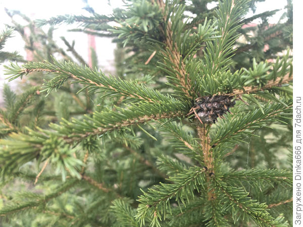 а вот наросты непонятные