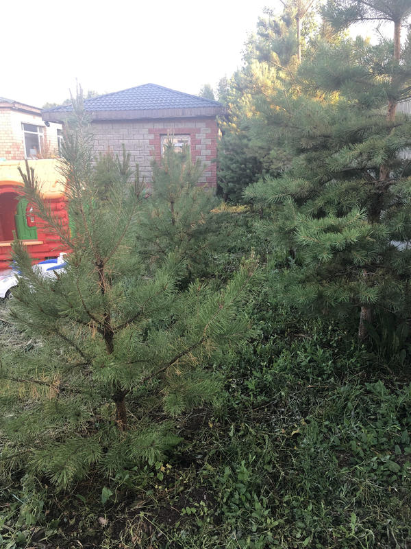 Это те что вроде как принялись и стоят зеленые