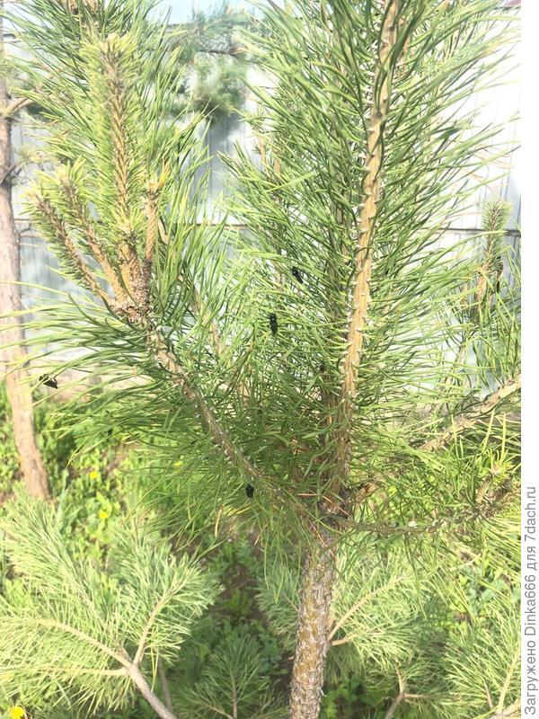 множество насекомых