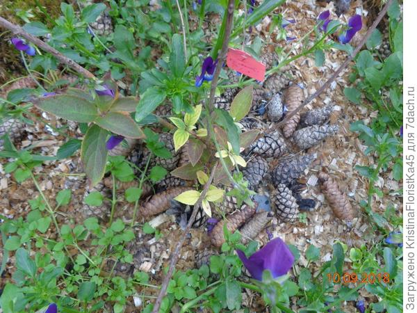 Гортензии и рододендроны мульчирую шишками... Всё то же самое подходит и для огорода. Со временем сорняки &amp;quot;уходят&amp;quot; с участка.