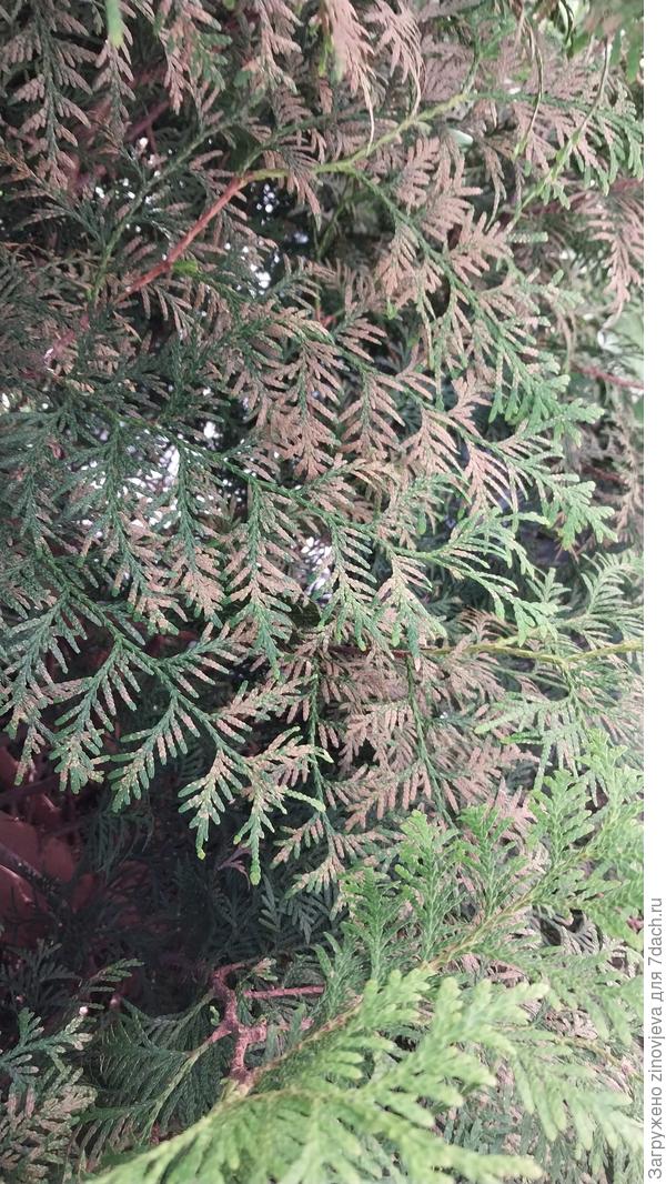 Ближе к стволу