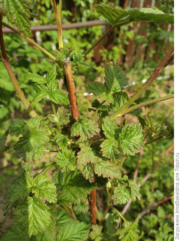 Странные листя