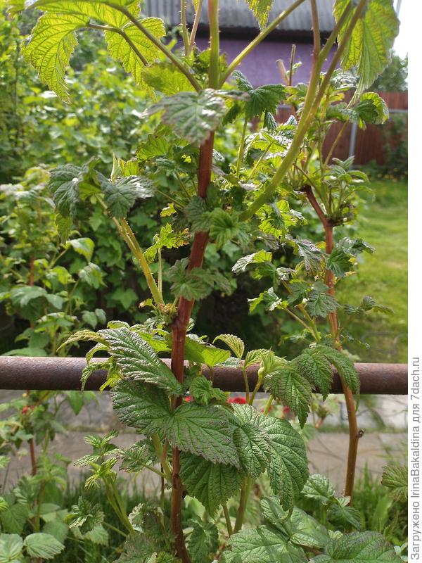 Странные листья