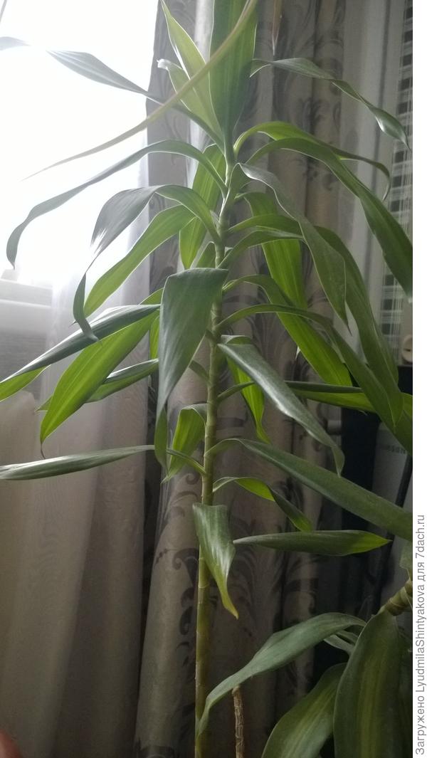 А вот это кто?