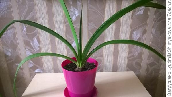 Подскажите,пожалуйста,что это за цветок?