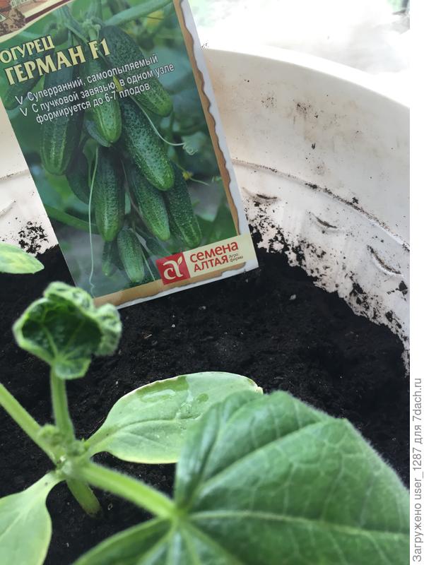 Вот что растет