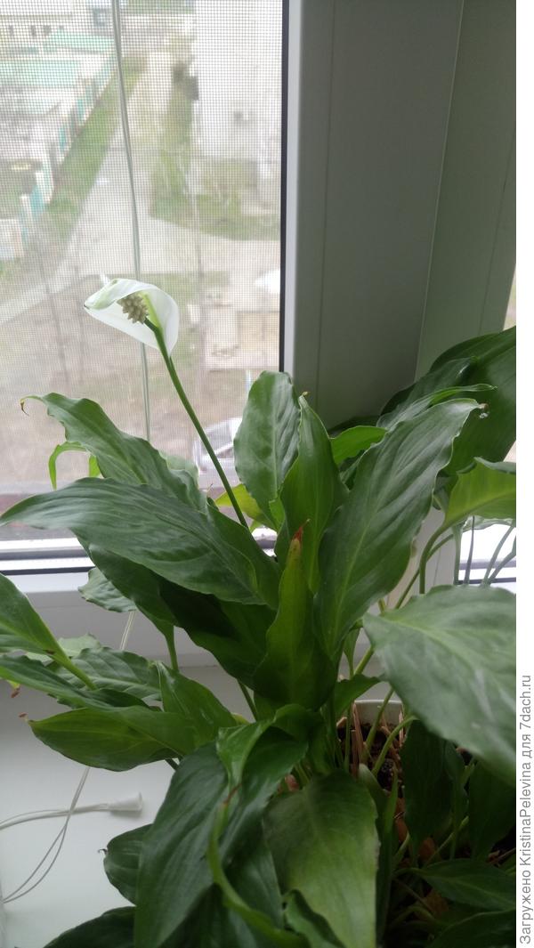 Подскажите пожалуйста, как называется этот цветок?