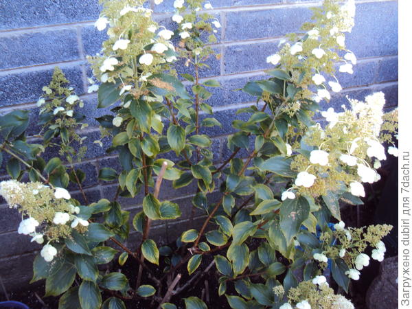 Куст Куишу 110825