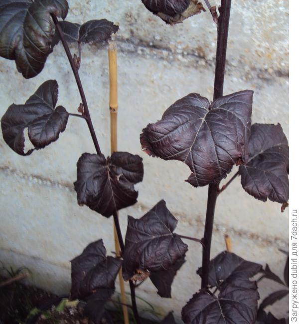 скручиватся листья