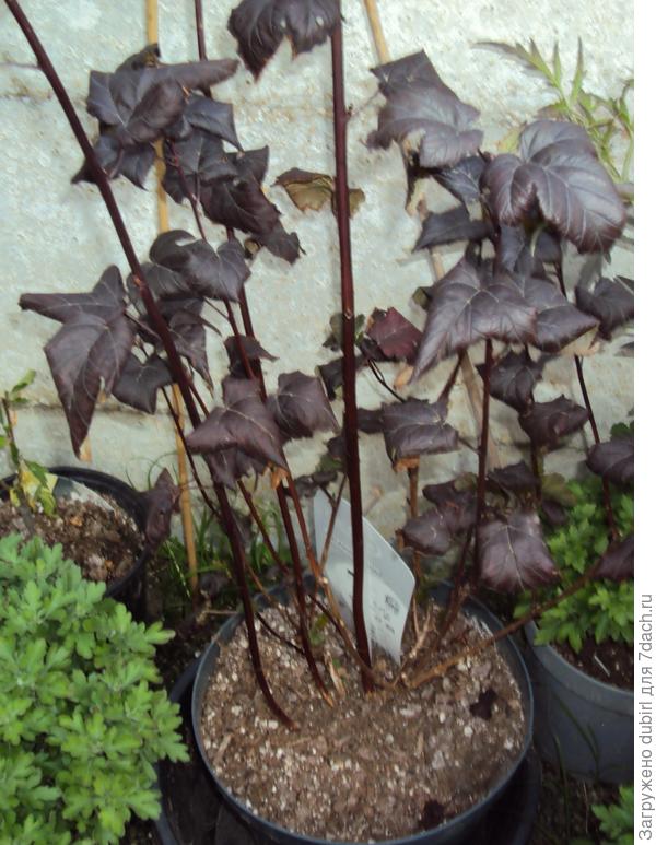 перевалка в горшок