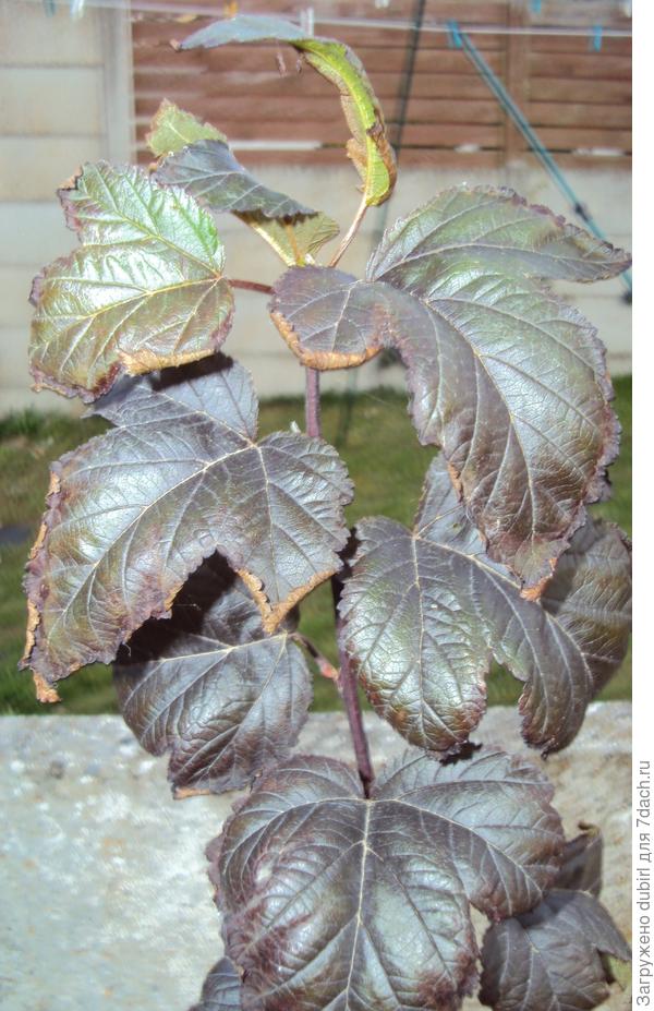 скручиватся и сохнуть края листьев 21 08 2025