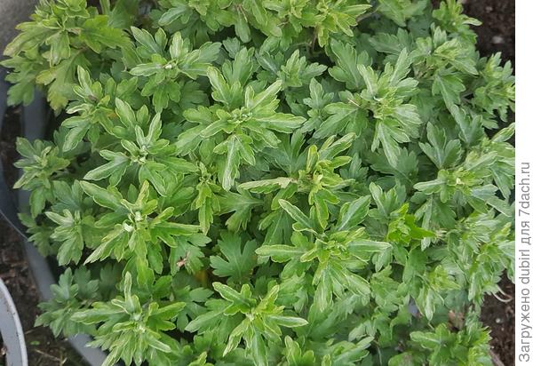 кручиваются  в трубочку листья МФ