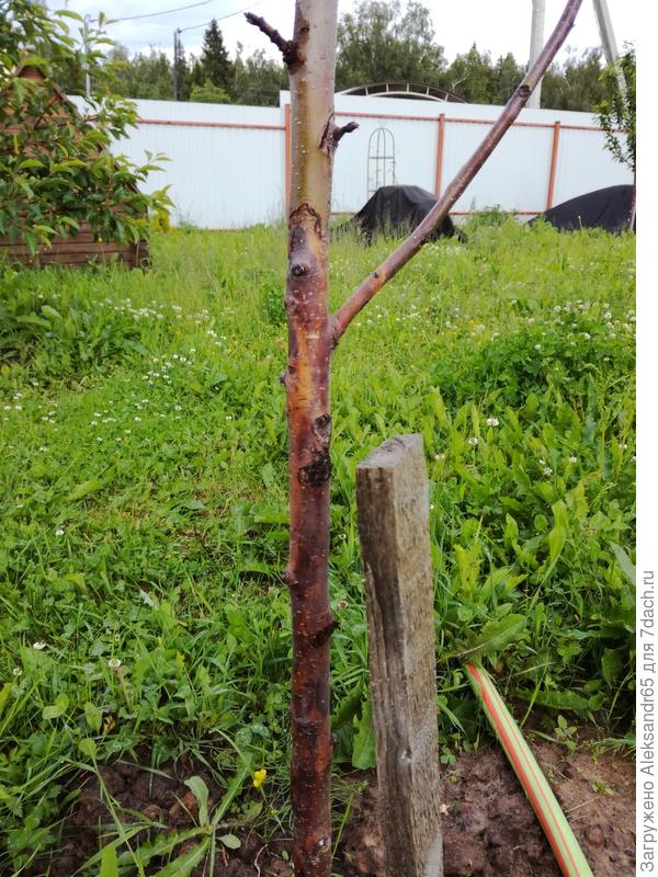 Яблоня, 4 года