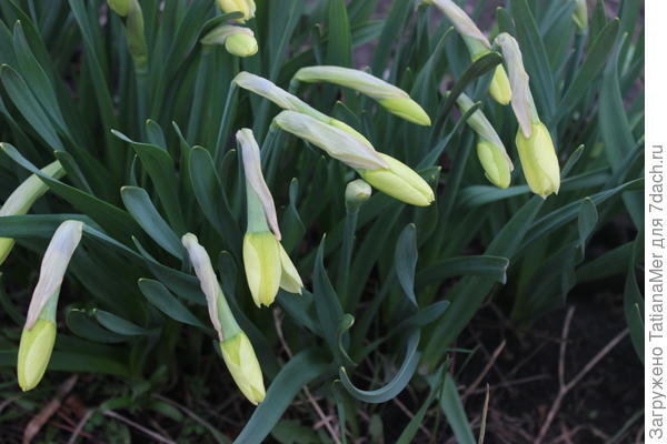 ждем букет)