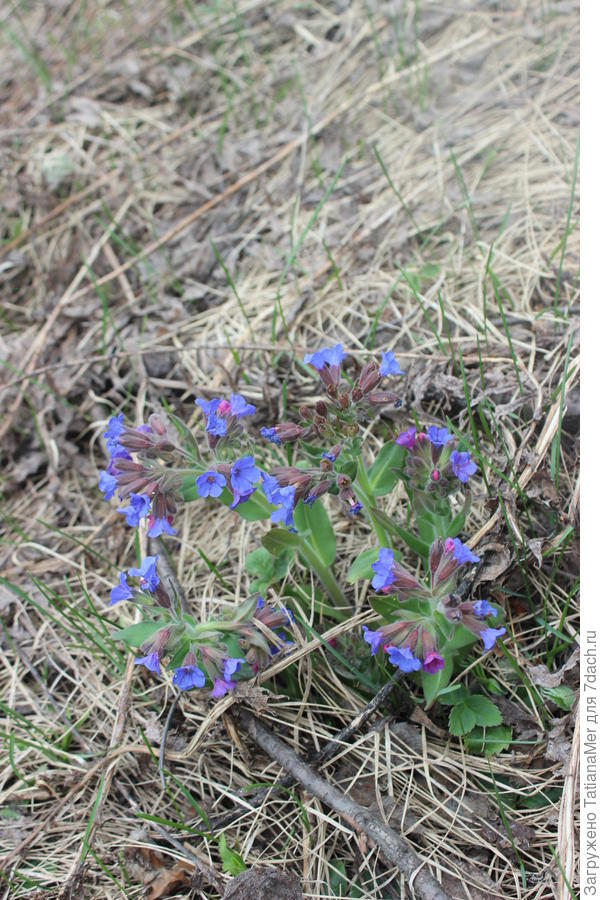 медунка в уголочке