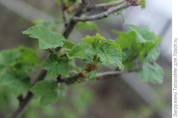 просыпается природа