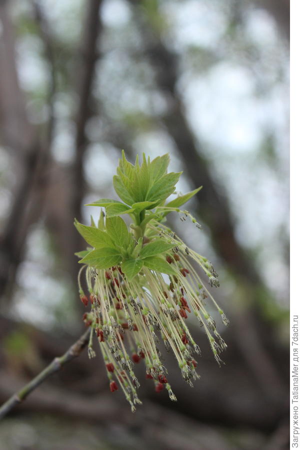 весна пришла