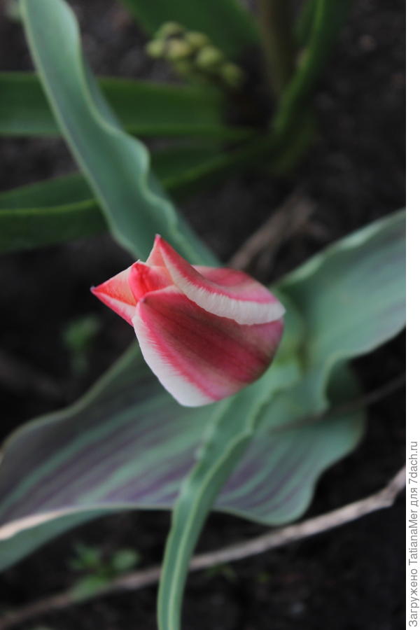 обожаю тюльпаны