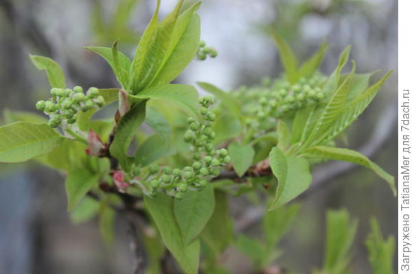 все зеленеет