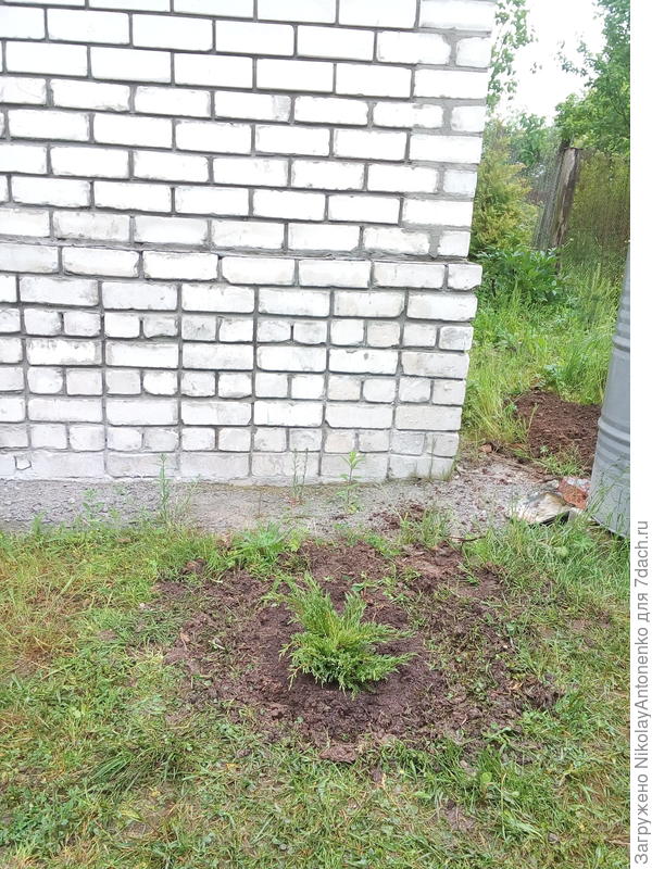 высаженный можжевельник