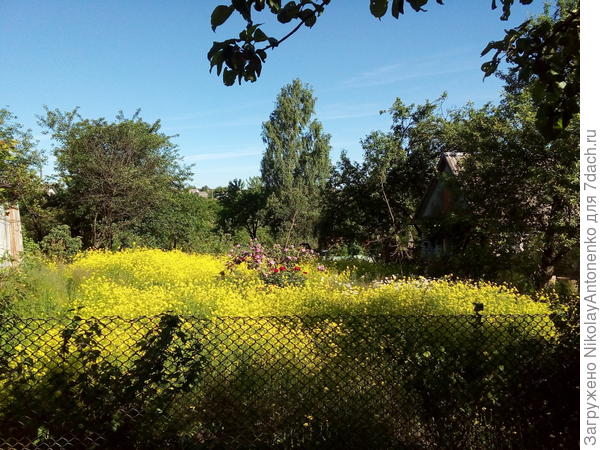 цветёт горчица