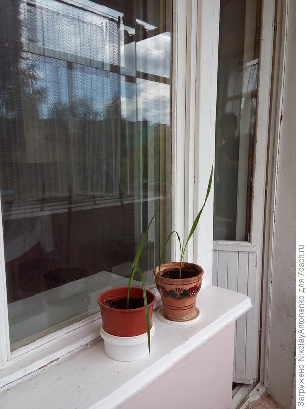 с наступлением лета вынес горшки на балкон