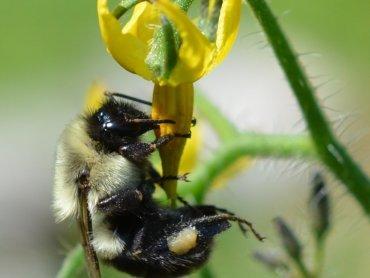 шмель в работе ©