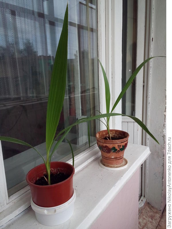 Маленькие пальмы