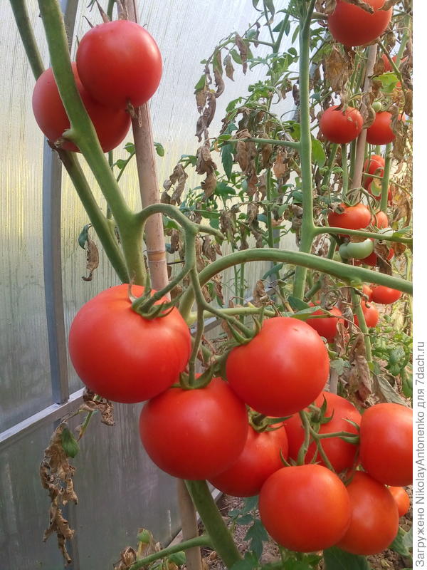 Безымянный сорт помидоров, потому что плоды не соответствуют ни одному изображению на пакетиках с семенами