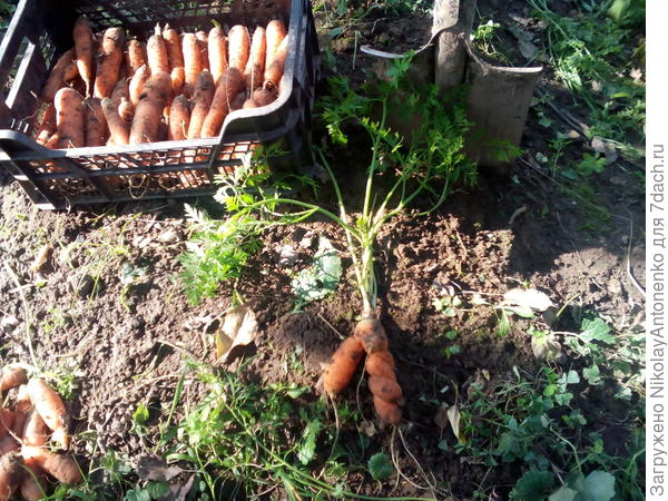 замысловато завёрнутый корнеплод (против часовой стрелки)