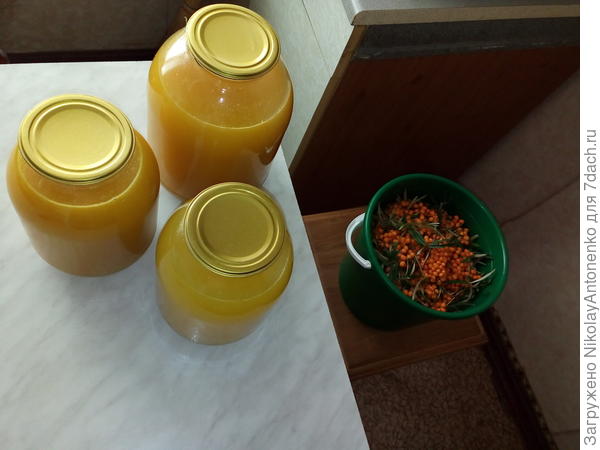 урожай облепихи