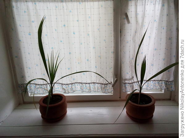 горшки с цветами