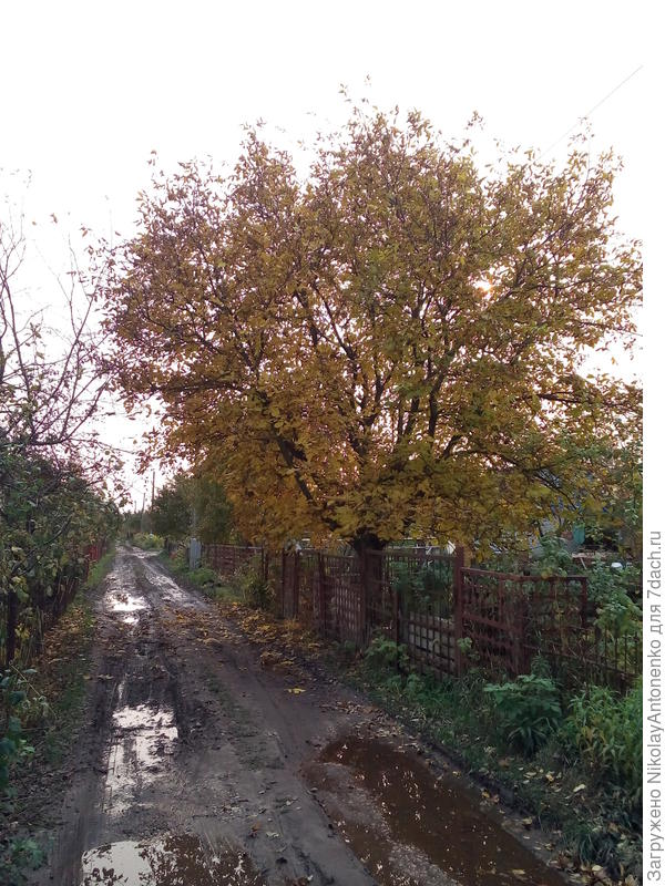 Ухоженное, взрослое дерево Грецкого Ореха. Обирать такое дерево одно удовольствие.