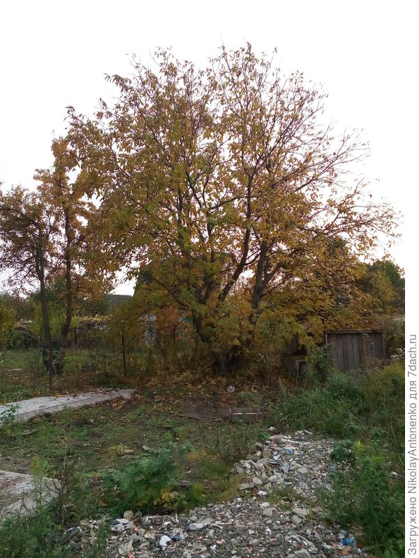 Взрослое дерево Грецкого Ореха на заброшенном дачном участке. А, в этом коллективе принимать участие в гастролях я не стал бы ни при каких обстоятельствах.