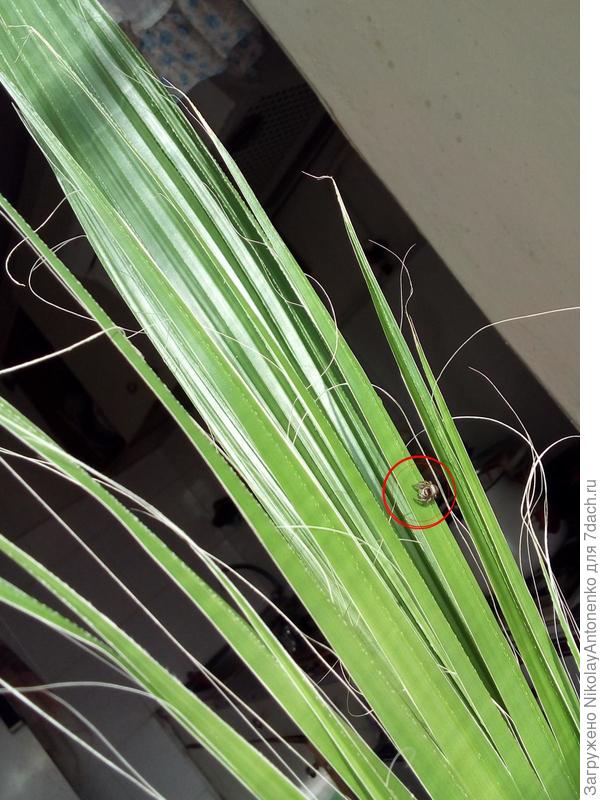 паук на пальме