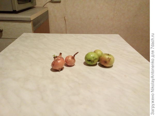 лук порей и яблоки со своего огорода