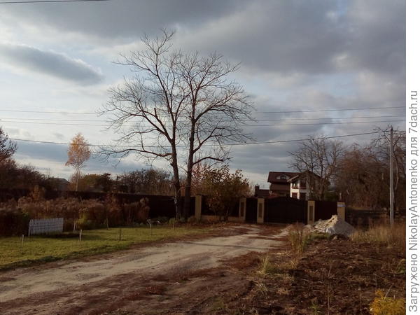 дерево Маньчжурского ореха