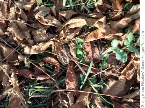 Маньчжурский орех