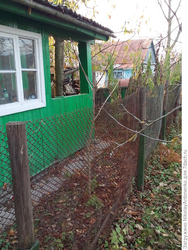 дерево Грецкого ореха