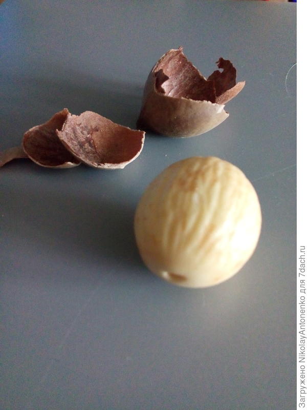 Семечко цикаса без скорлупы