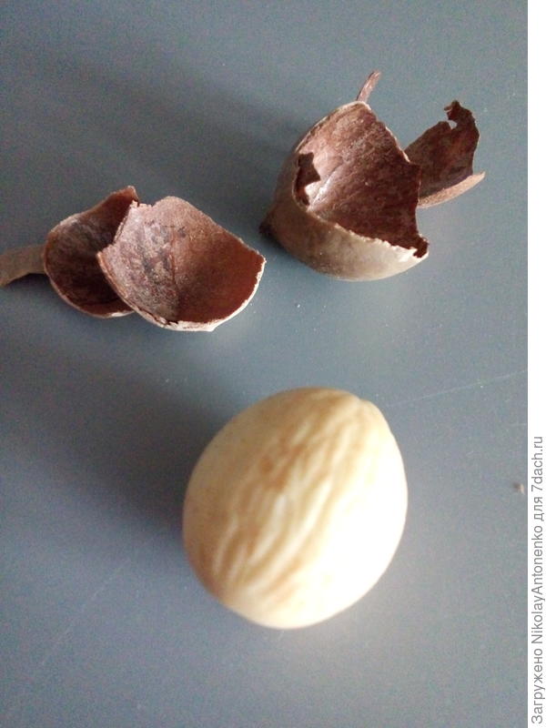 Семечко цикаса без скорлупы