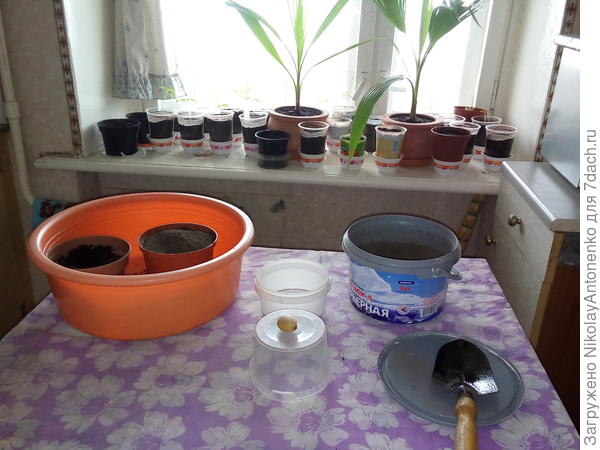 Посев Цукаса