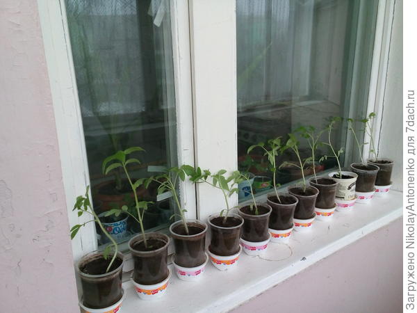 Для выращивания рассады какая должна быть температура. Оптимальная температура для рассады томатов в теплице. Температурный режим для рассады в теплице из поликарбоната. Рассада томатов на застекленной лоджии апрель. Рассаду на балкон при какой температуре.