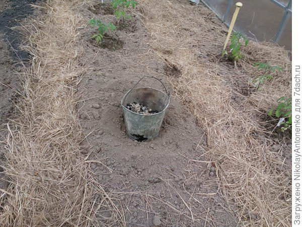 ведро с углями в теплице