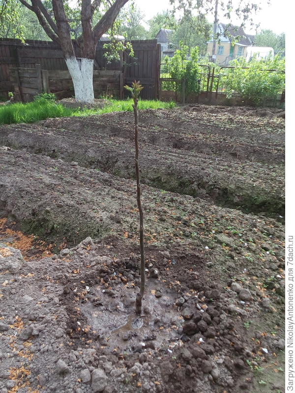 саженец грецкого ореха сорта &quot;Идеал&quot;