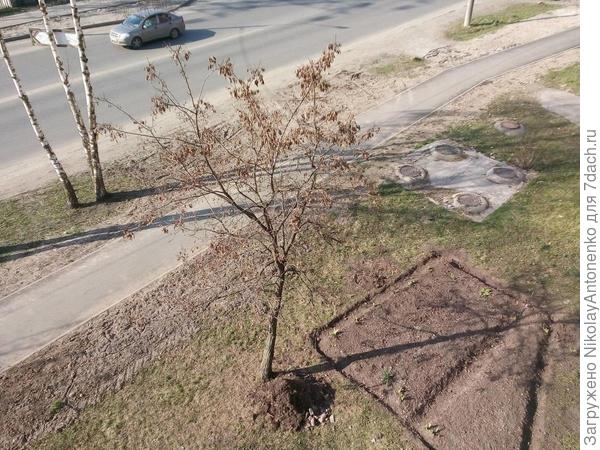 куча мусора под деревом